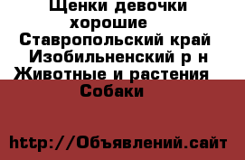 Щенки девочки хорошие. - Ставропольский край, Изобильненский р-н Животные и растения » Собаки   